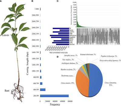 De novo transcriptome analysis of Dysoxylum binectariferum to unravel the biosynthesis of pharmaceutically relevant specialized metabolites